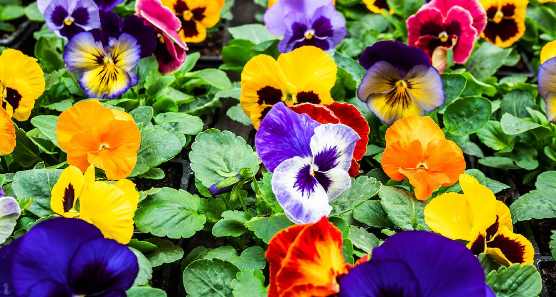 A real teaching photograph — a flower